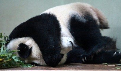 sleeping panda