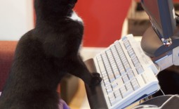 cat at computer