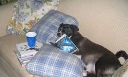 reading dog - morguefile